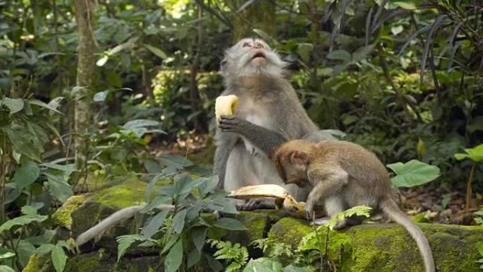 妈妈和小猴子吃香蕉