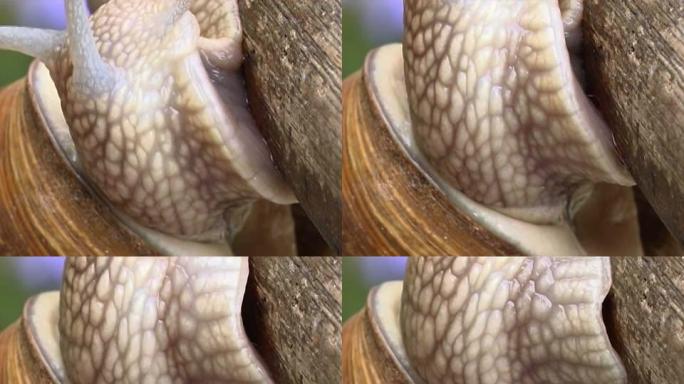 花园蜗牛PAL蜗牛出壳蜗牛肉