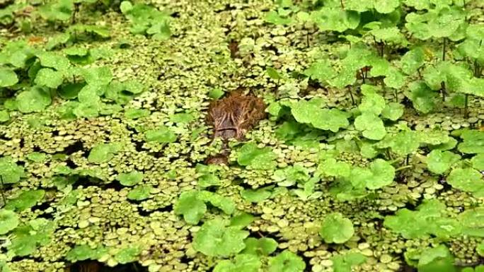 LS鳄鱼从水里偷看