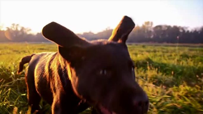 黎明时在草地上奔跑的SLO MO Labrador小狗