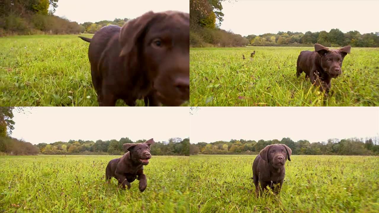 SLO MO小狗在草地上奔跑