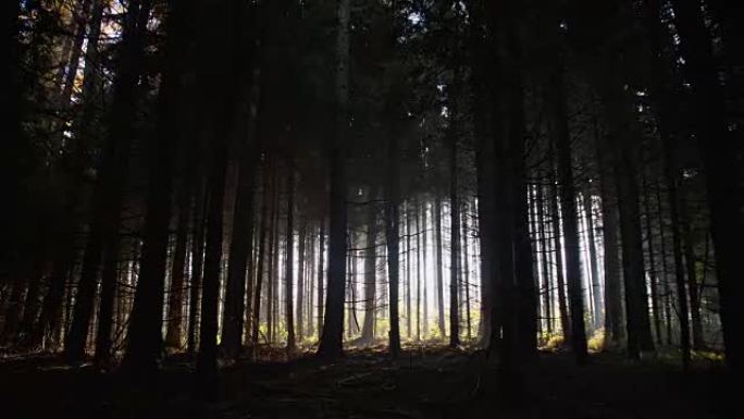 黑暗森林树林空镜树林逆光