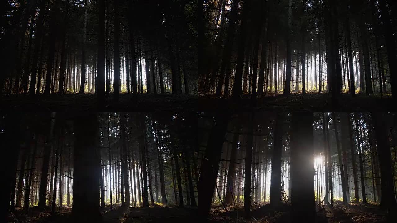 黑暗森林树林空镜树林逆光