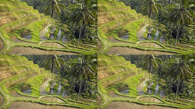 稻田和棕榈树景观东南亚南亚稻米