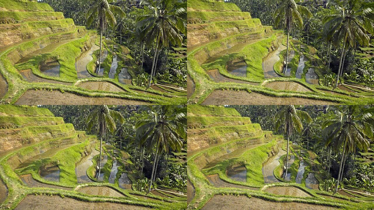 稻田和棕榈树景观东南亚南亚稻米