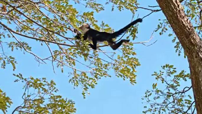 SLO MO Capuchin猴子在树上攀爬