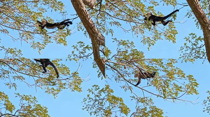 SLO MO Capuchin猴子在树上攀爬