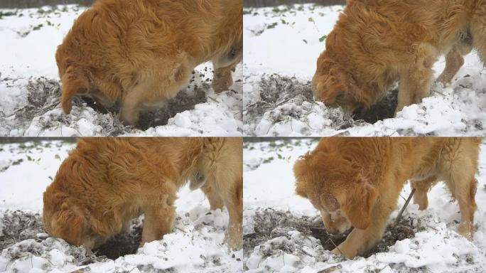 高清超级慢镜头：狗在挖洞
