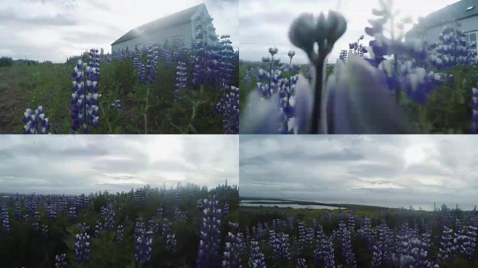 冰岛夏季盛开的野生羽扇木花
