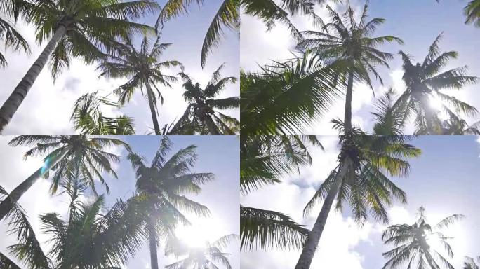 路过棕榈树蓝天白云热带环境