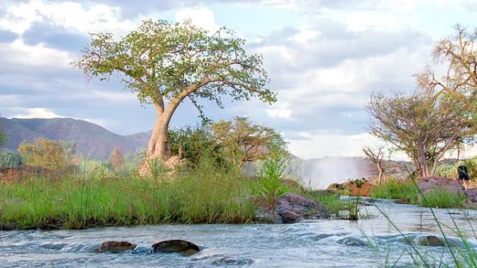 纳米比亚河边的LS树
