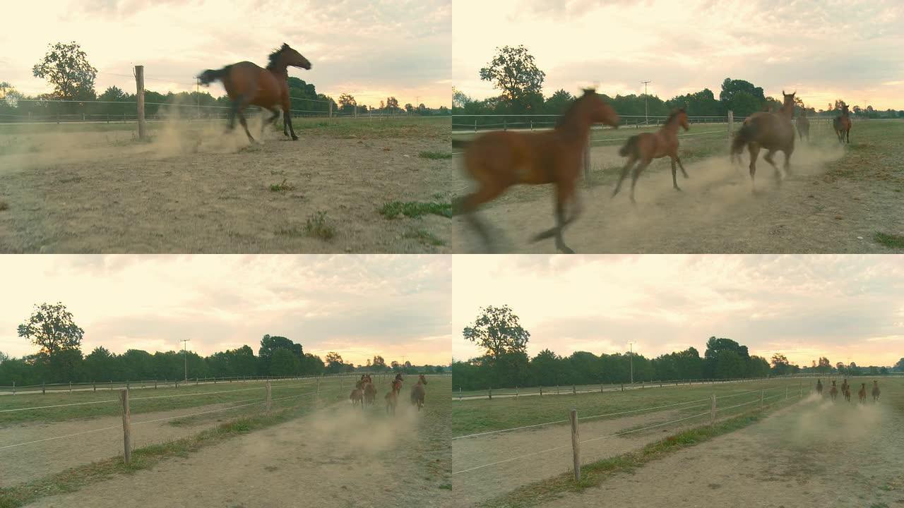 HD起重机：马在围场中奔跑