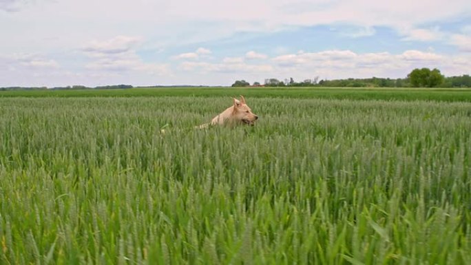 SLO MO狗在绿色大麦中奔跑
