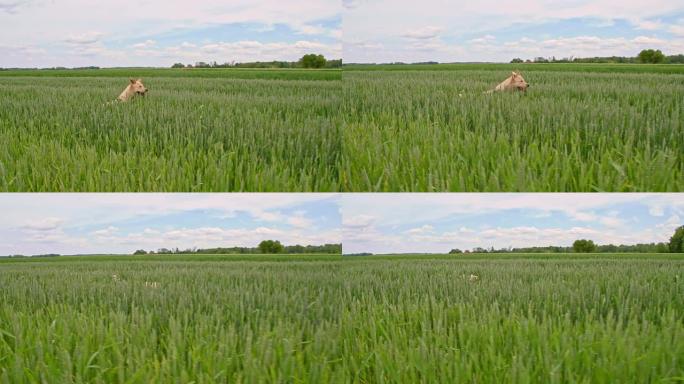 SLO MO狗在绿色大麦中奔跑