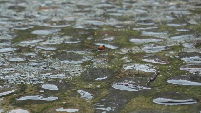 春雨下雨天小景植物