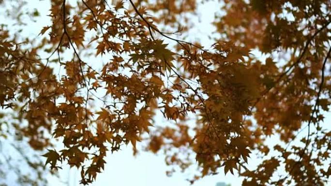 美丽的秋橙色枫叶，在秋风中微微飘动。