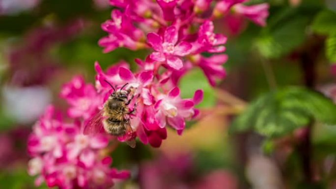 蜜蜂采集花蜜-慢动作