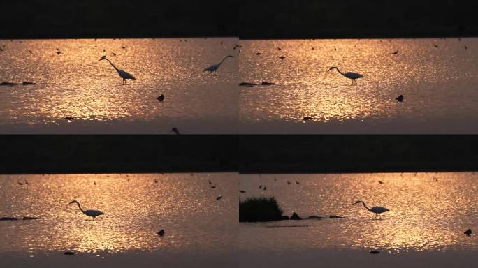 夕阳下捉鱼的白鹭