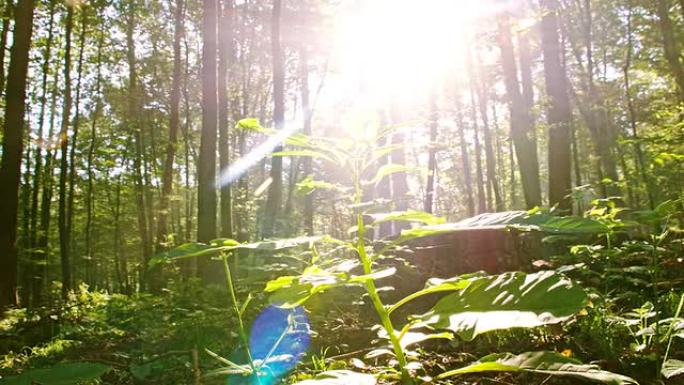 WS阳光照亮森林中的植物