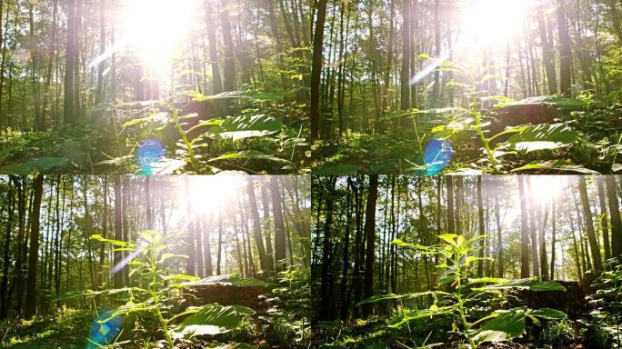 WS阳光照亮森林中的植物