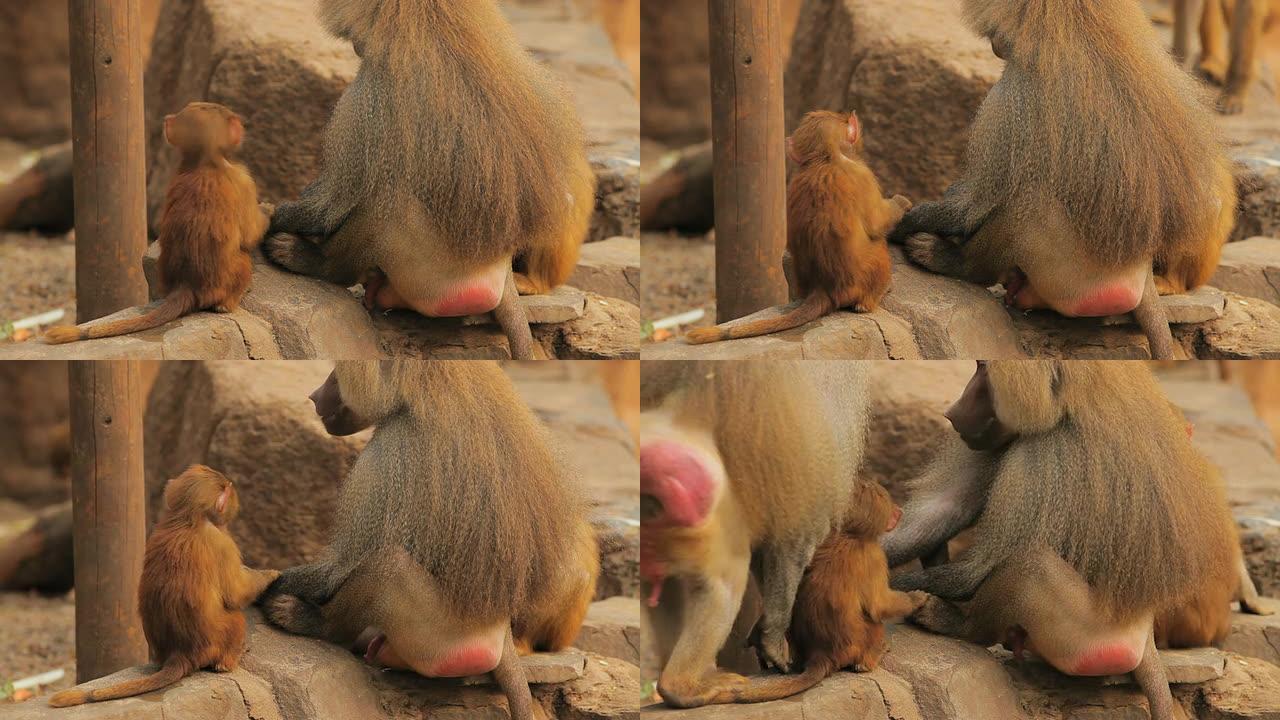 狒狒家族野生动物家庭嬉戏打闹