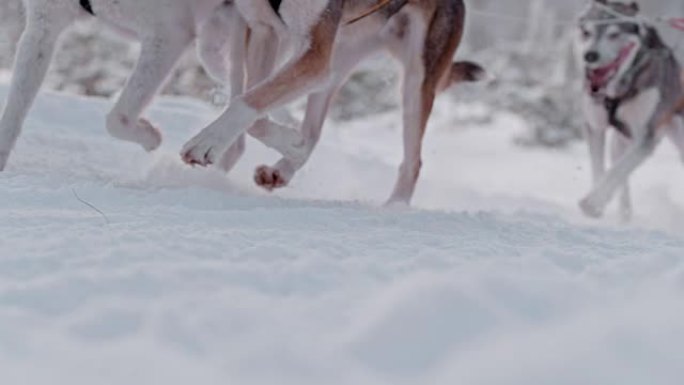 SLO MO狗在雪地里拉雪橇