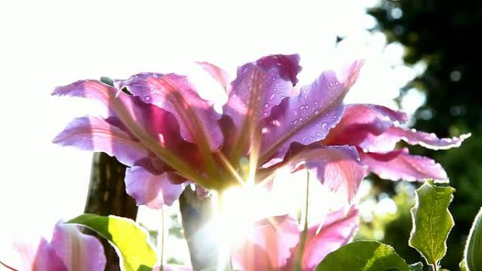 HD DOLLY：阳光背光温带花朵