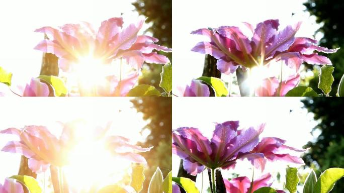 HD DOLLY：阳光背光温带花朵