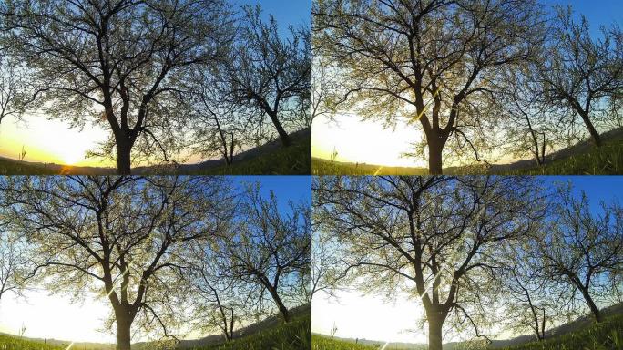 高清延时: 黎明盛开的梅树