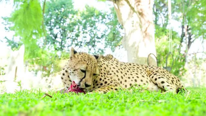 豹子吃肉非洲动物动物保护稀有动物
