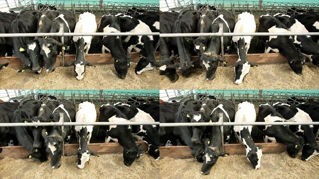 谷仓里的奶牛养殖场吃草料的牛