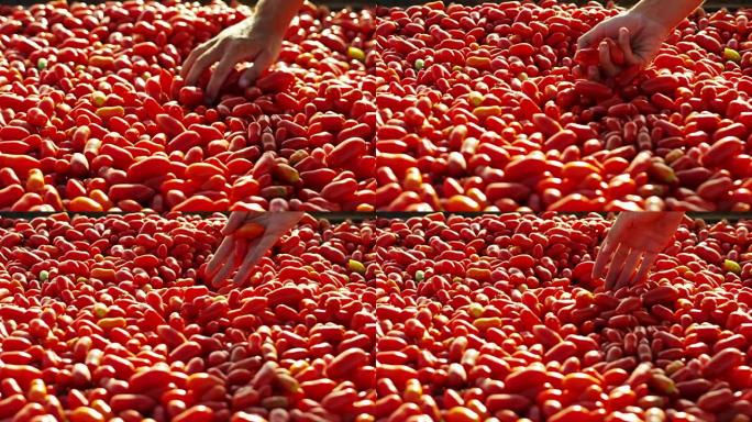 一个小男孩的完美手在夏天的西红柿中收集并抚摸着一些新鲜的西红柿。