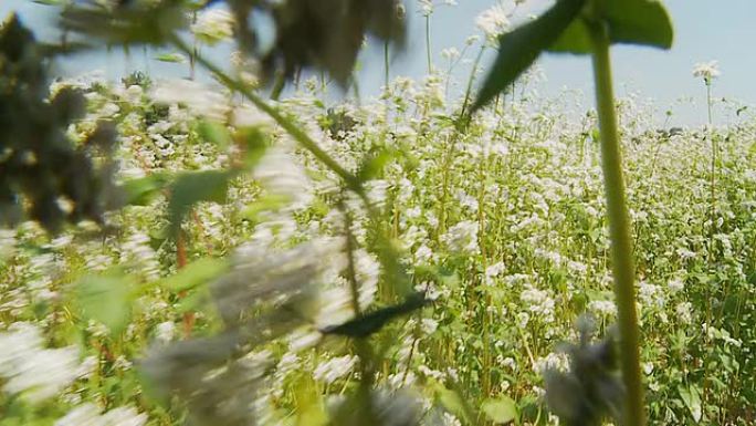 HD慢速运动：在荞麦地里移动