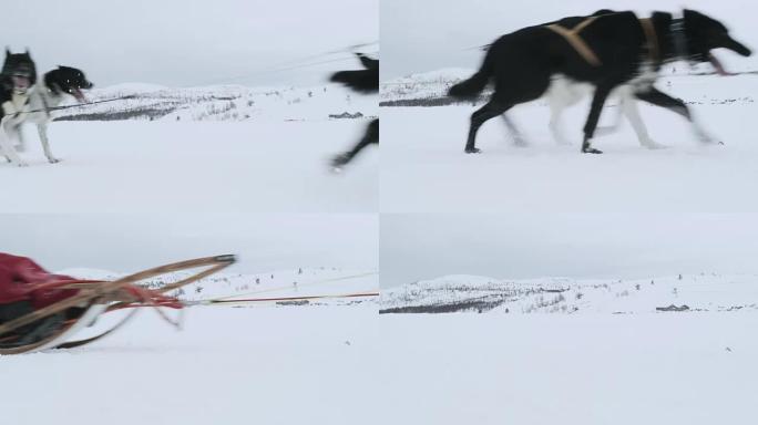 拉狗拉人坐在雪橇上