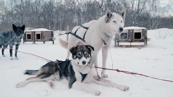 挪威著名小屋之一的SLO MO雪橇犬