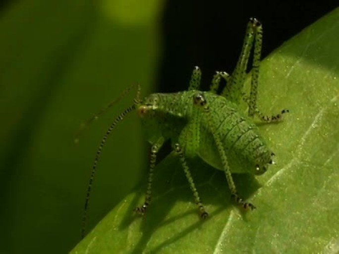 PAL：蝗虫害虫绿植