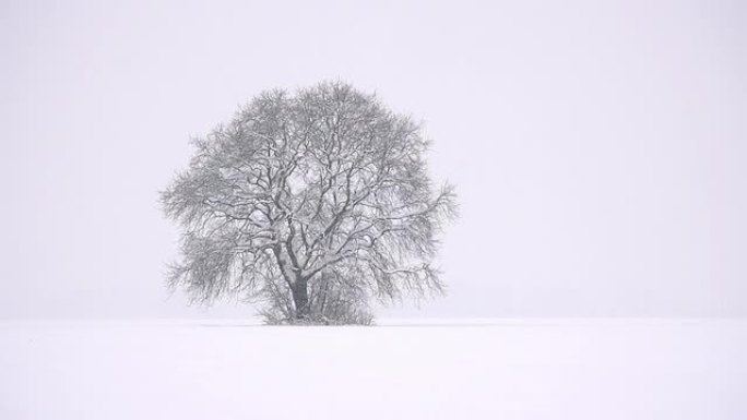 HD SUPER SLOW MO：雪地里的孤独之树