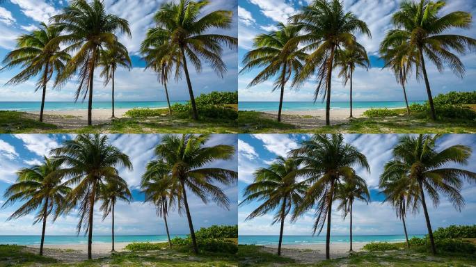 拥有椰树和绿松石海的热带海滩