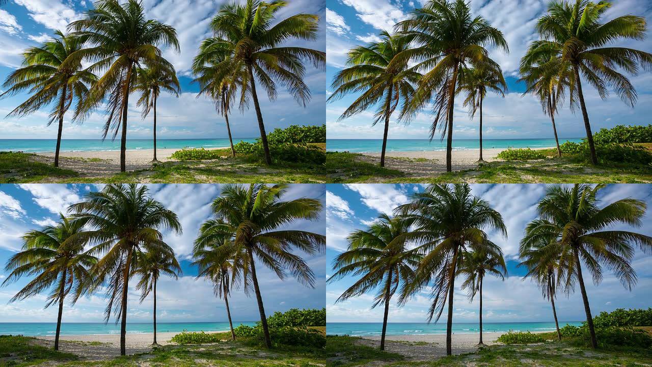 拥有椰树和绿松石海的热带海滩