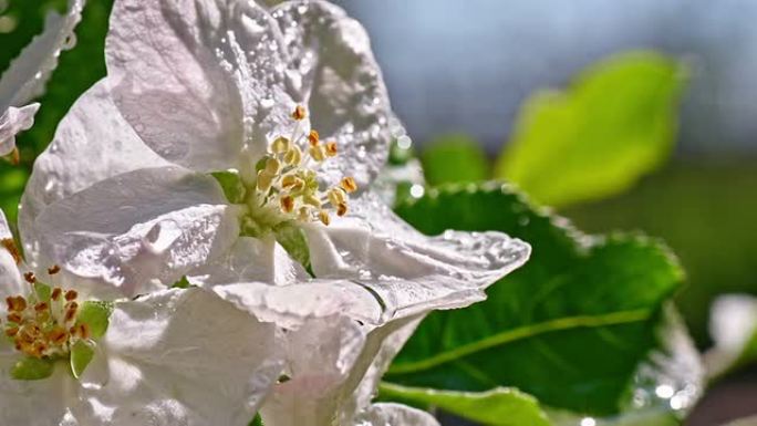 SLO MO雨滴落在苹果花上