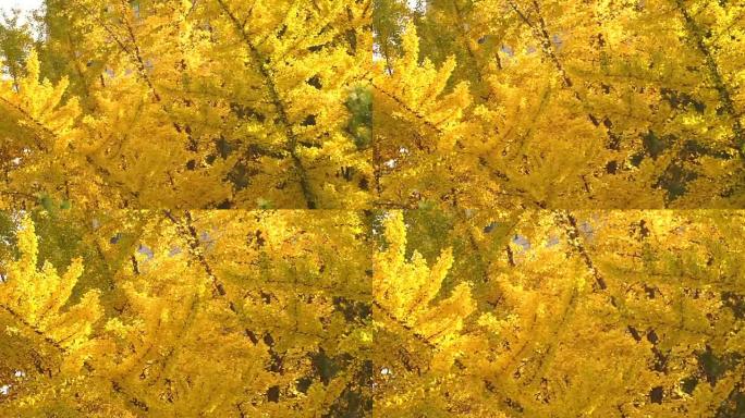森林中的秋叶季节金黄色叶子深秋阳光明媚