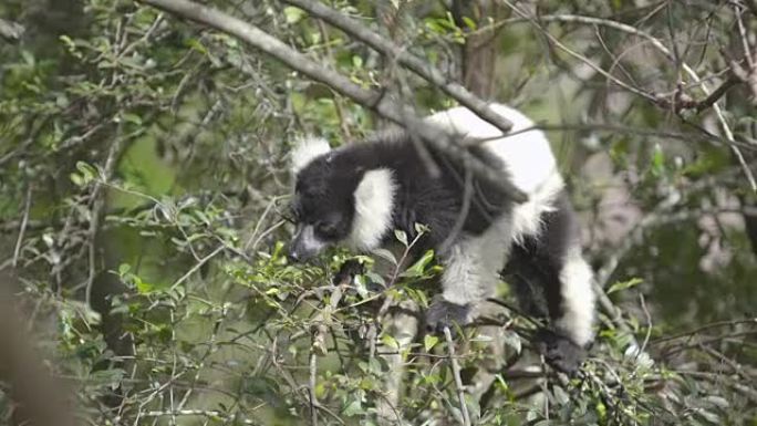 马达加斯加狐猴食用叶子