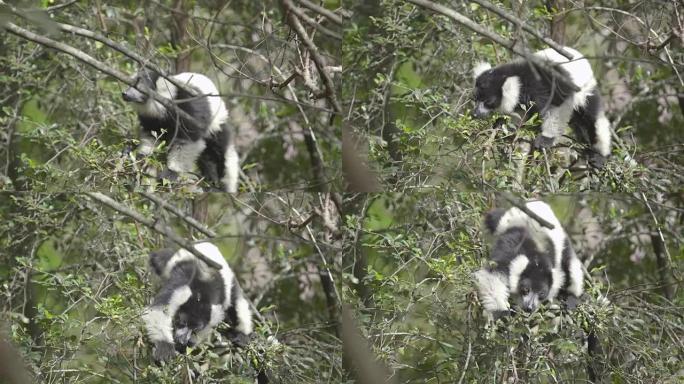 马达加斯加狐猴食用叶子