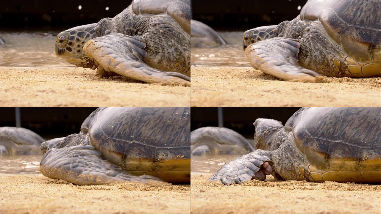 乌龟在沙子里爬行乌龟