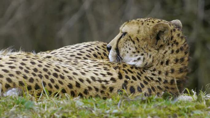 猎豹动物保护动物世界捕猎觅食