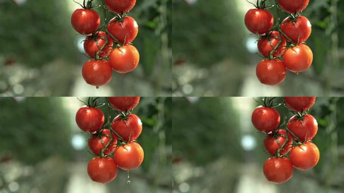 在温室中生长的SLO MO湿番茄