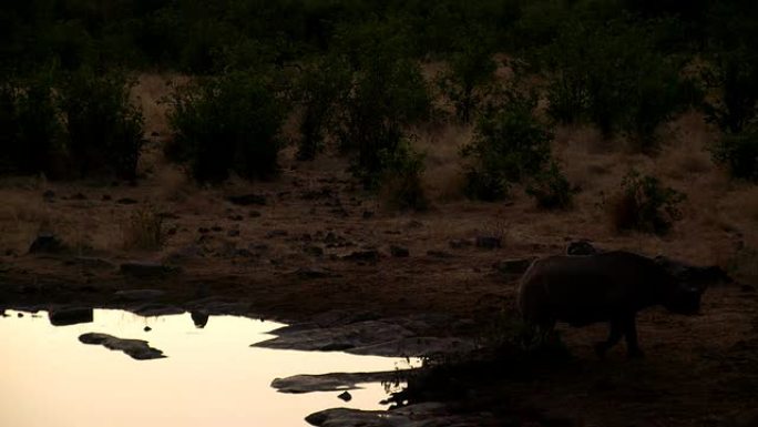 黄昏时水坑里的犀牛