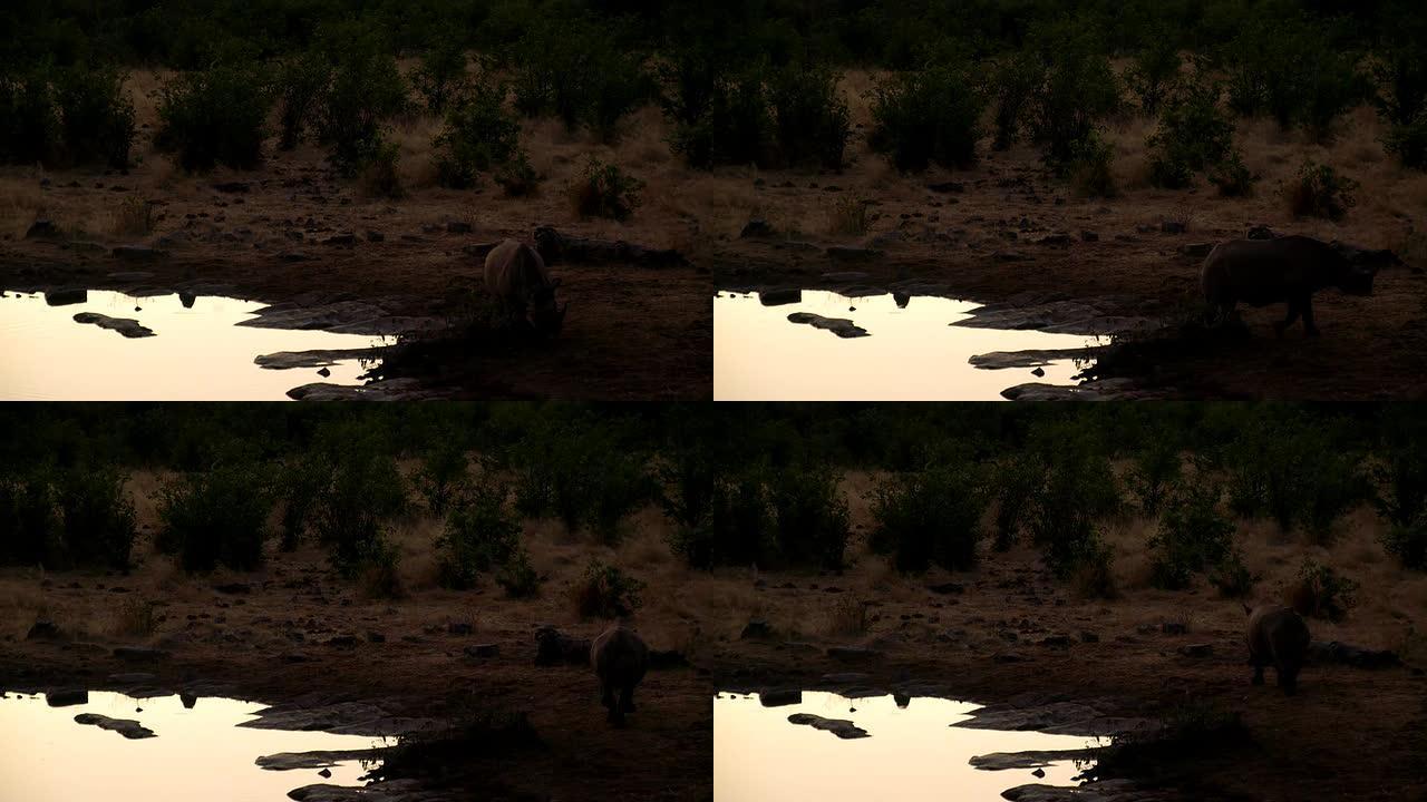 黄昏时水坑里的犀牛