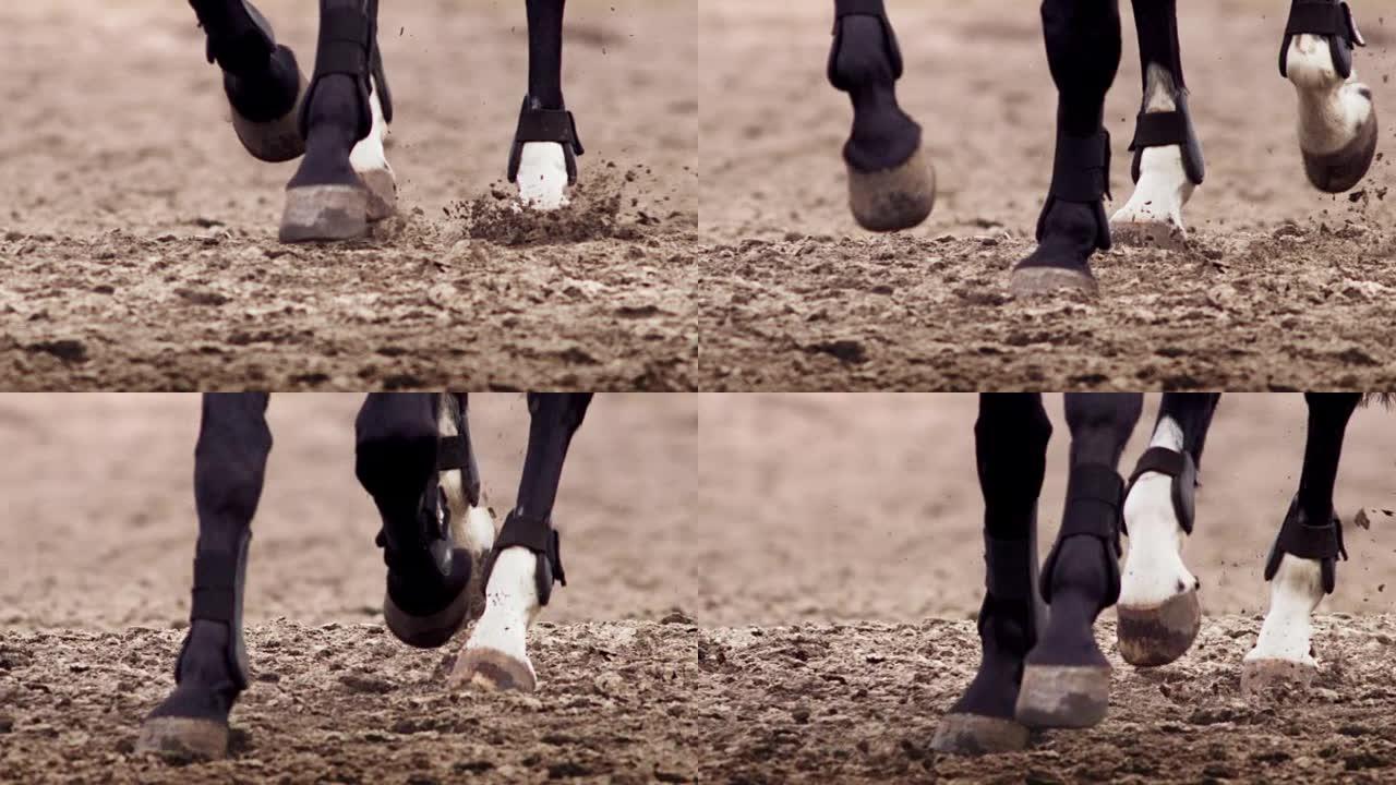 马在地上奔跑追逐专业马术表演竞赛竞技体育