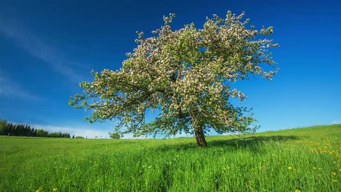 CRANE UP：春天的美丽树木
